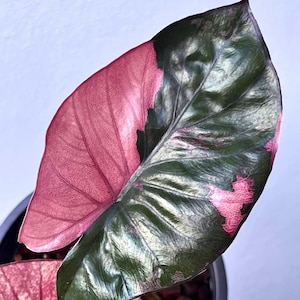 Alocasia Serendipity Różowo-pstrokate bulwy do sadzenia Rzadka roślina do uprawy w pomieszczeniach i na zewnątrz