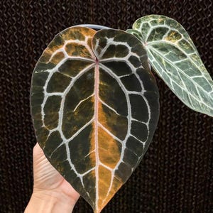 【超絶希少】アンスリウム　プテロダクティル　バリエガータ　大株◎美斑◎ Variegated anthurium - Etsy 日本