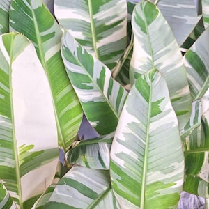 Musa Aeae Banana Florida Variegated - Etsy
