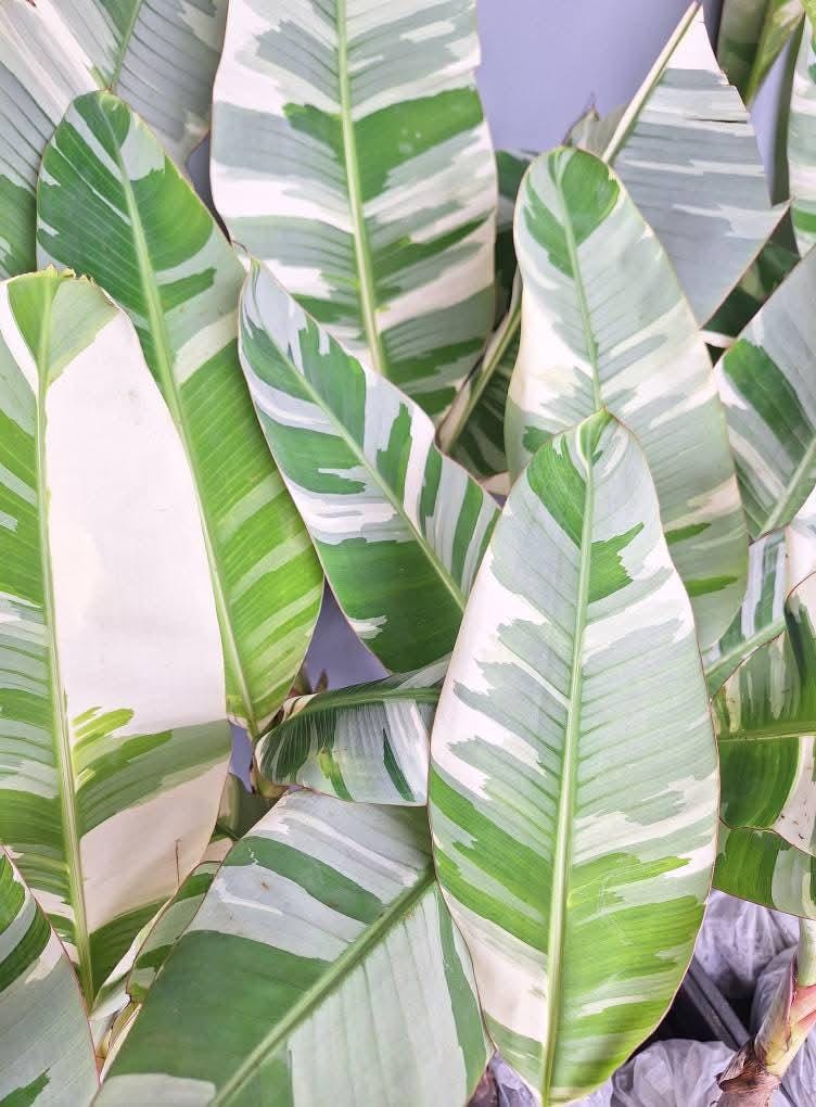 Musa aeae banana florida variegated - Etsy 日本