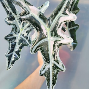 Alocasia K-Nobilis Różowo pstre bulwy do sadzenia Rzadka roślina do uprawy w pomieszczeniach i na zewnątrz