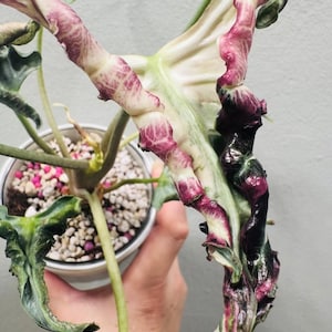 Alocasia balloon heart variegated - Etsy 日本