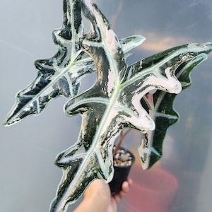 Alocasia K-Nobilis Pink Variegated Planting Corms Indoor Outdoor Gardening