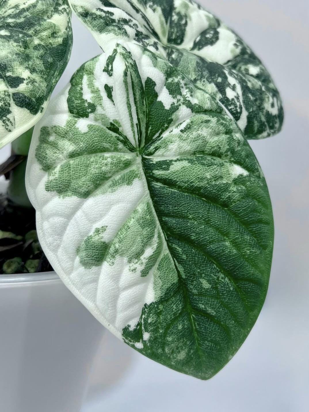 Variegated alocasia maharani - Etsy 日本