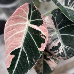 Alocasia アロカシア ブラックベルベット ピンク 斑入り　02 アロカシア ブラックベルベット ピンク斑入り 2寸ポリポット ネコポス