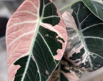 5 アロカシア シャントリエリ ピンク 斑入り 球根 珍しい 屋内 屋外