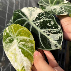 Alocasia Ninja Albo Variegated Planting Corms Indoor Outdoor Gardening