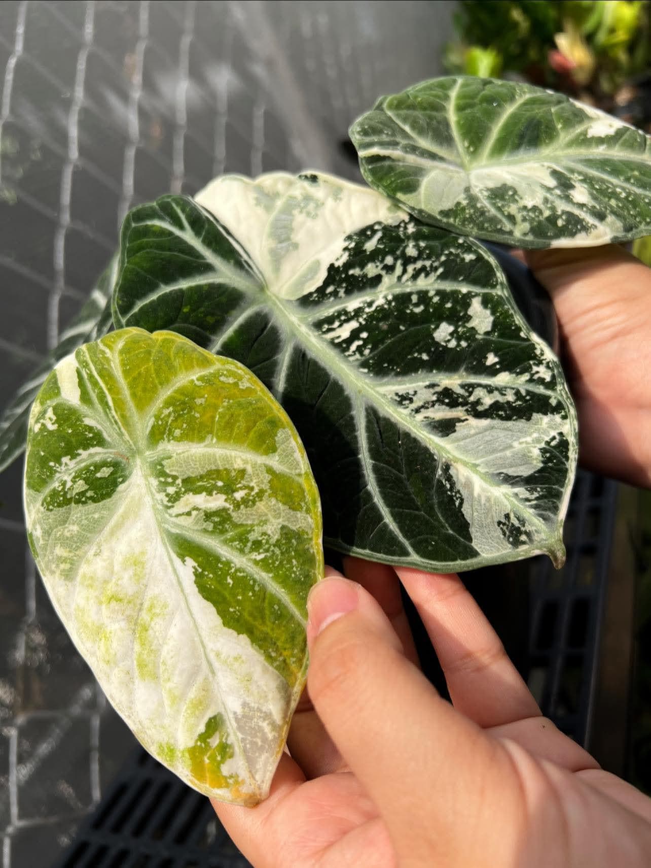 Variegated alocasia maharani - Etsy 日本