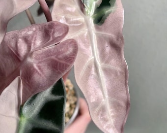 アロカシア・ノビリス ピンク斑入り 希少球根 屋内・屋外ガーデニング