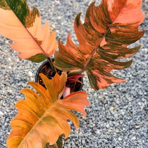 Philodendron caramel marble - Etsy 日本 フィロデンドロン