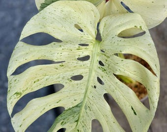 Monstera Deliciosa x Borsigiana Mint Variegated Top Cut rooted US