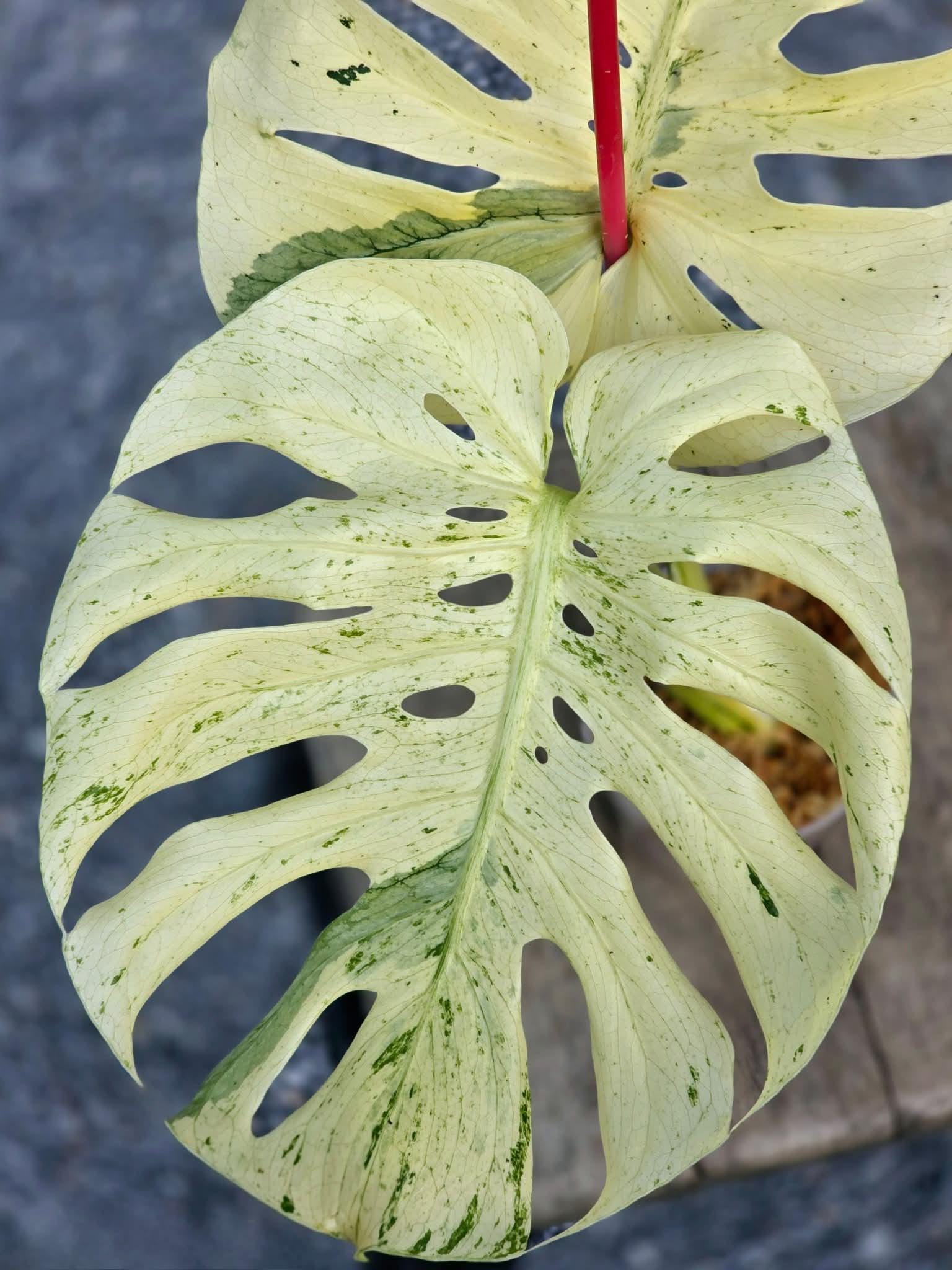 Monstera mint variegated - Etsy 日本