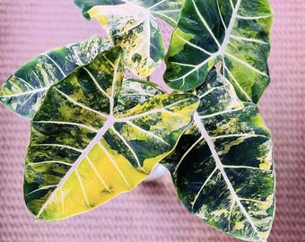 5 アロカシア シャントリエリ ピンク 斑入り 球根 珍しい 屋内 屋外