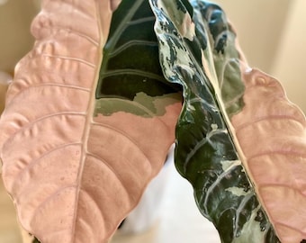 5 アロカシア シャントリエリ ピンク 斑入り 球根 珍しい 屋内 屋外