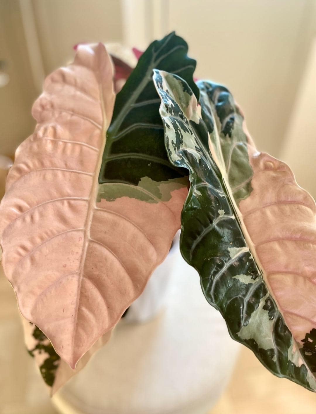 希少 アロカシア シャントリエリ ピンク Alocasia chantrieri pink /アロカシア シャントリエリ ピンク④