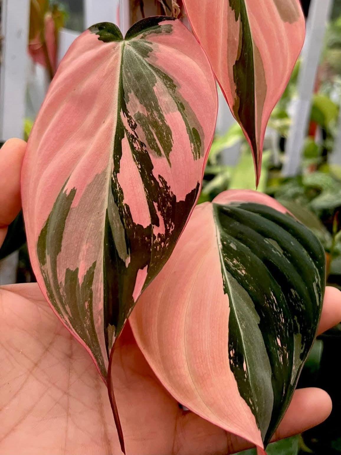 Philodendron micans pink variegated - Etsy 日本