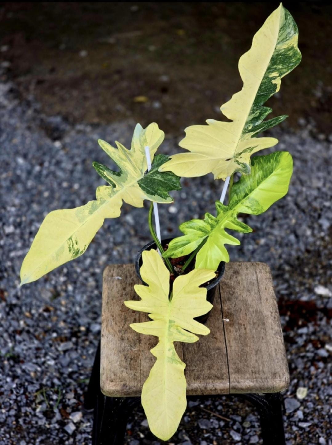 超絶希少❗️交配種❗️フィロデンドロン　フロリダビューティー×マヨイ✨ 超絶希少！交配種！フィロデンドロン フロリダビューティー×マヨイ