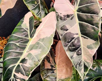 5 アロカシア シャントリエリ ピンク 斑入り 球根 珍しい 屋内 屋外