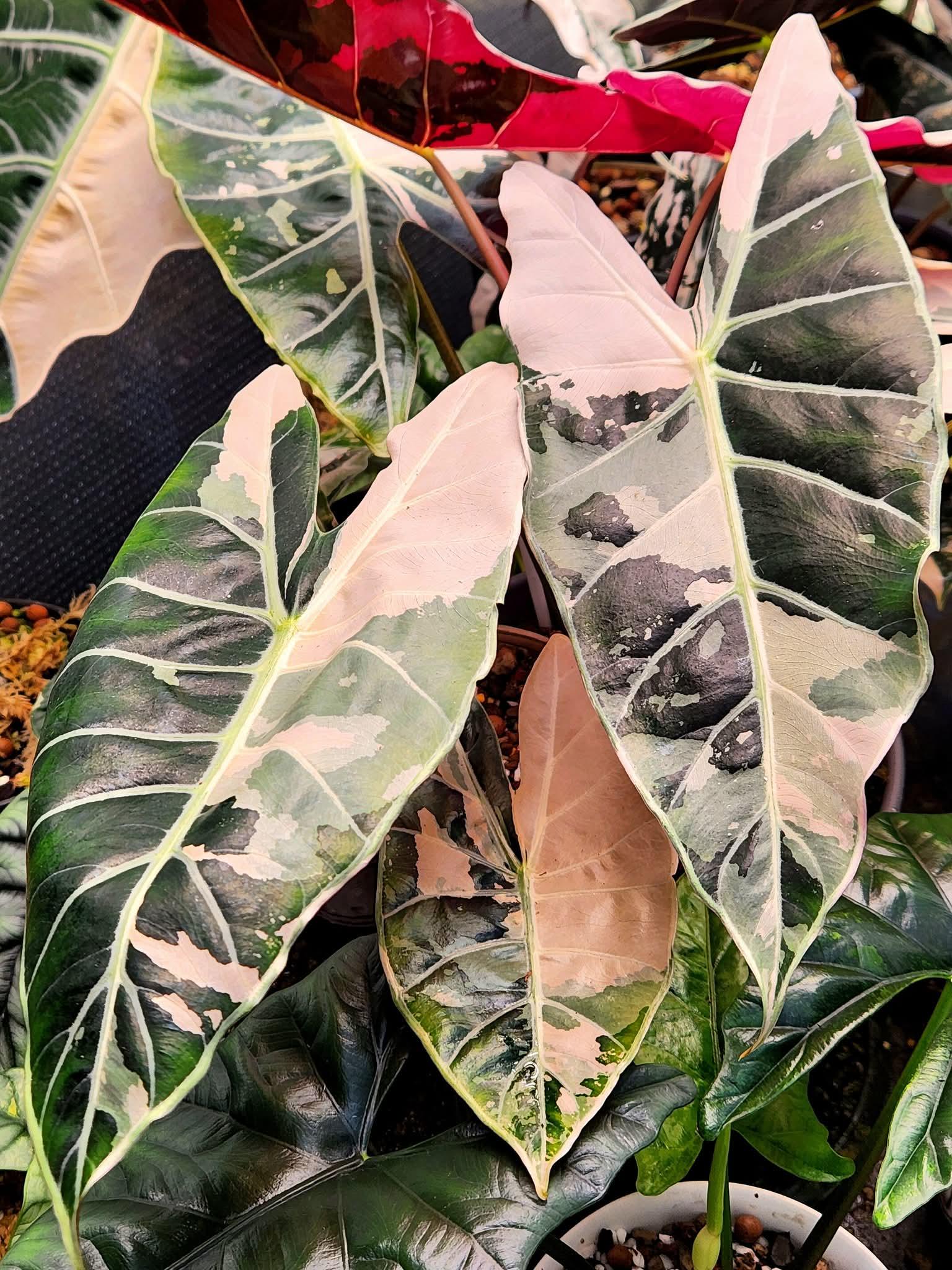 Variegated Pink Polly Alocasia - Etsy