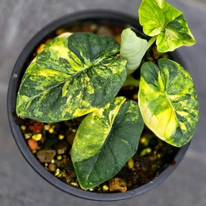 Variegated alocasia melo - Etsy 日本