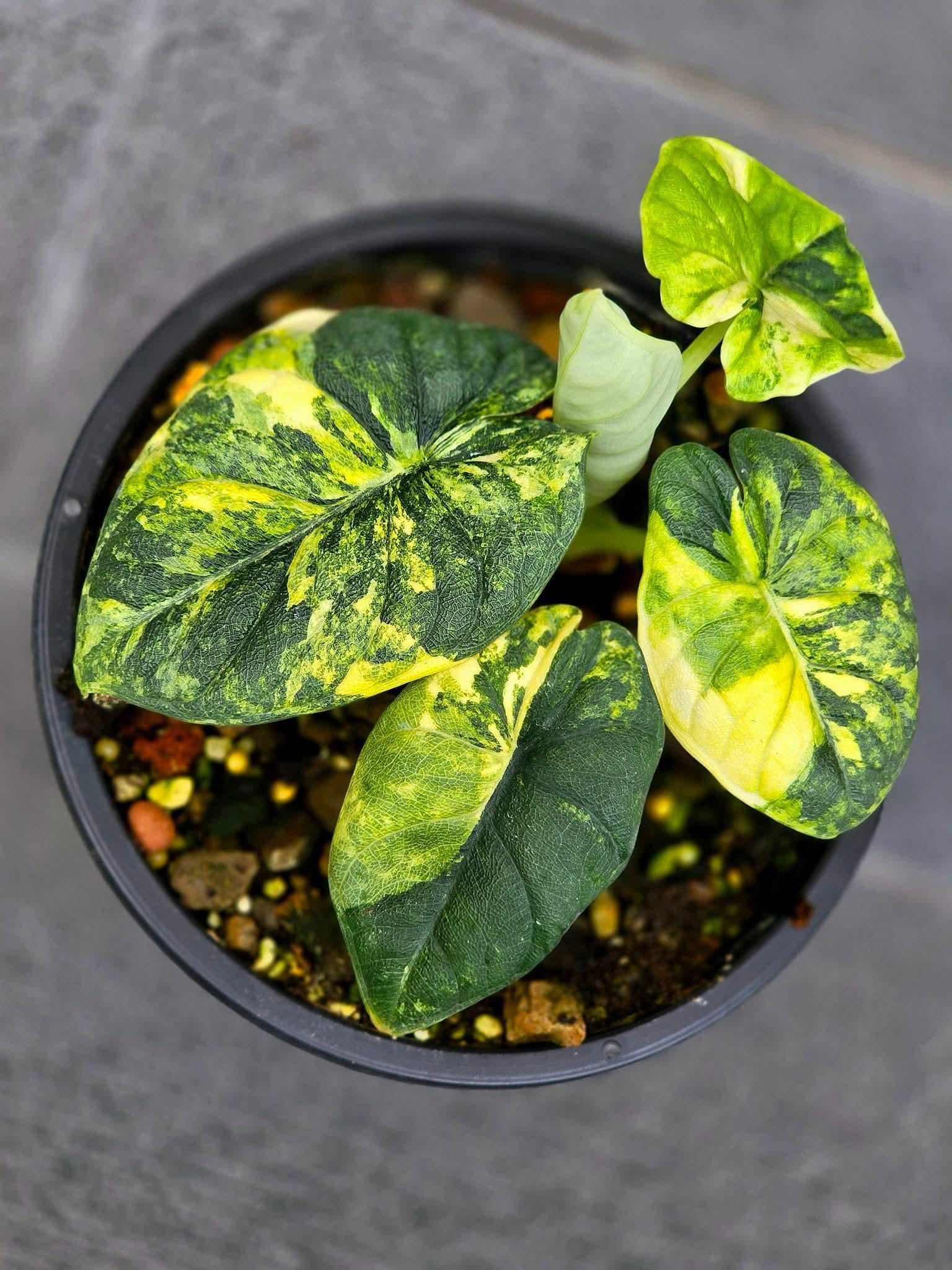 Alocasia melo albo - Etsy 日本