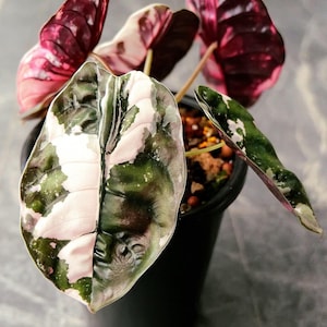 アロカシア クプレア 斑入り ピンク Alocasia cuprea pink - Etsy 日本