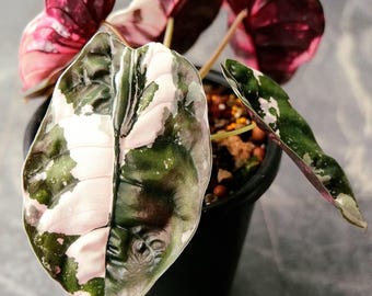 5 アロカシア シャントリエリ ピンク 斑入り 球根 珍しい 屋内 屋外