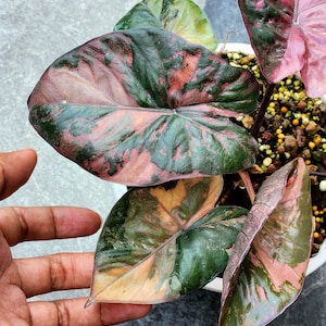 Alocasia Serendipity Pink Variegated Bulwy do sadzenia w pomieszczeniach i na zewnątrz