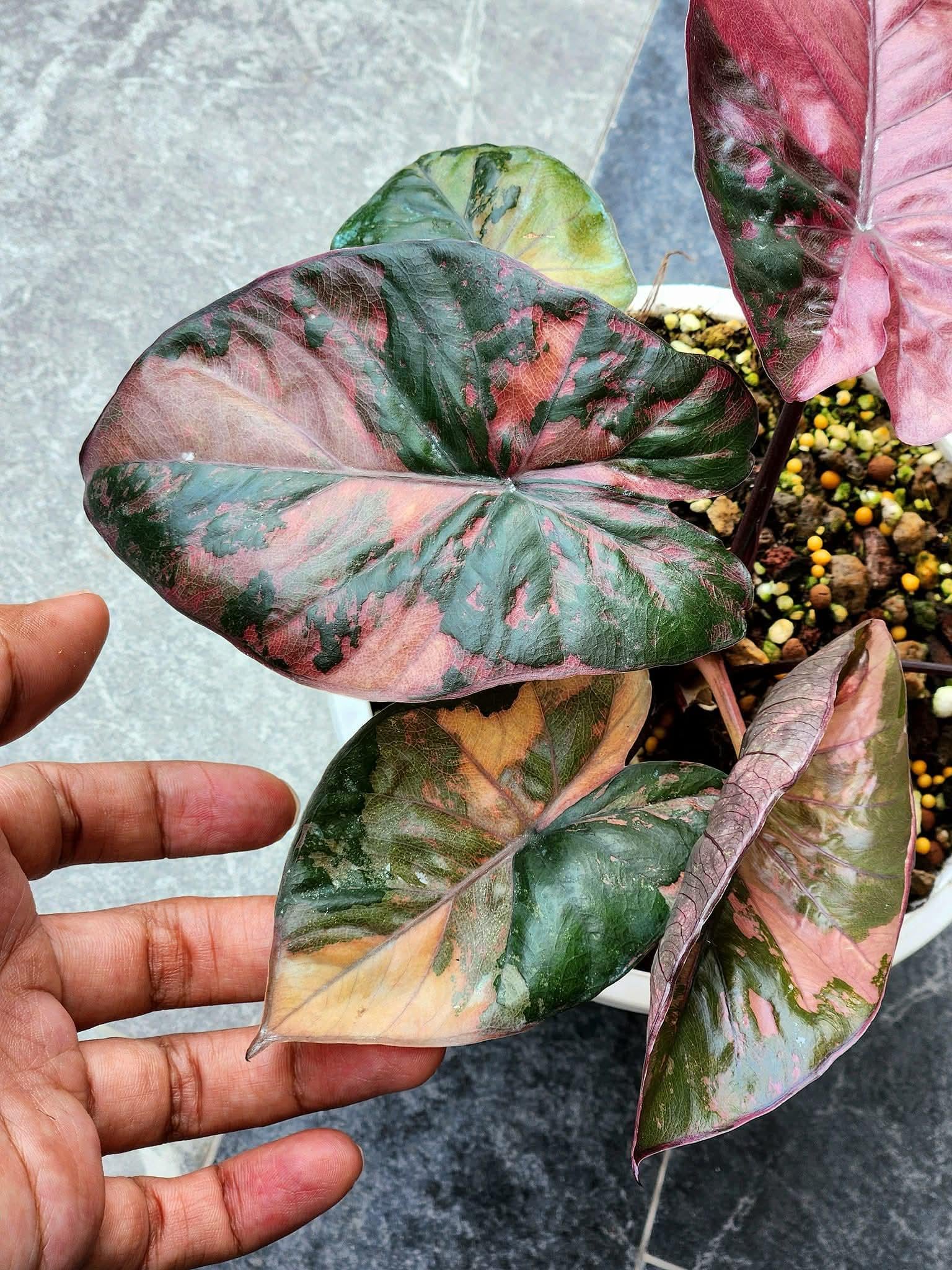 ② アロカシア マハラニ 斑入り Alocasia Maharani var. ② アロカシア マハラニ 斑入り Alocasia Maharani var. アロカシア