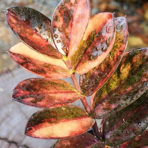 Zamioculcas Zamiifolia Black Emerald Orange & Pink Variegated ZZ Rooted Stem