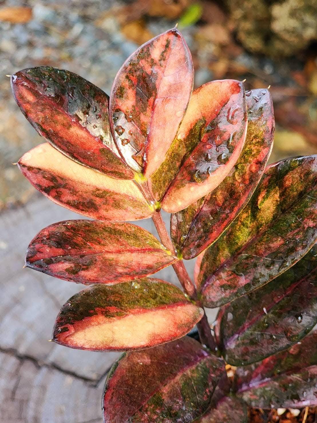Variegated dracaena - Etsy 日本