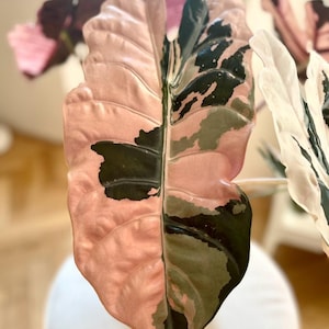 Variegated alocasia chantrieri - Etsy 日本