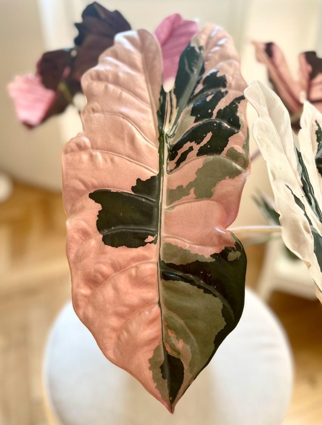 Alocasia chantrieri - Etsy 日本