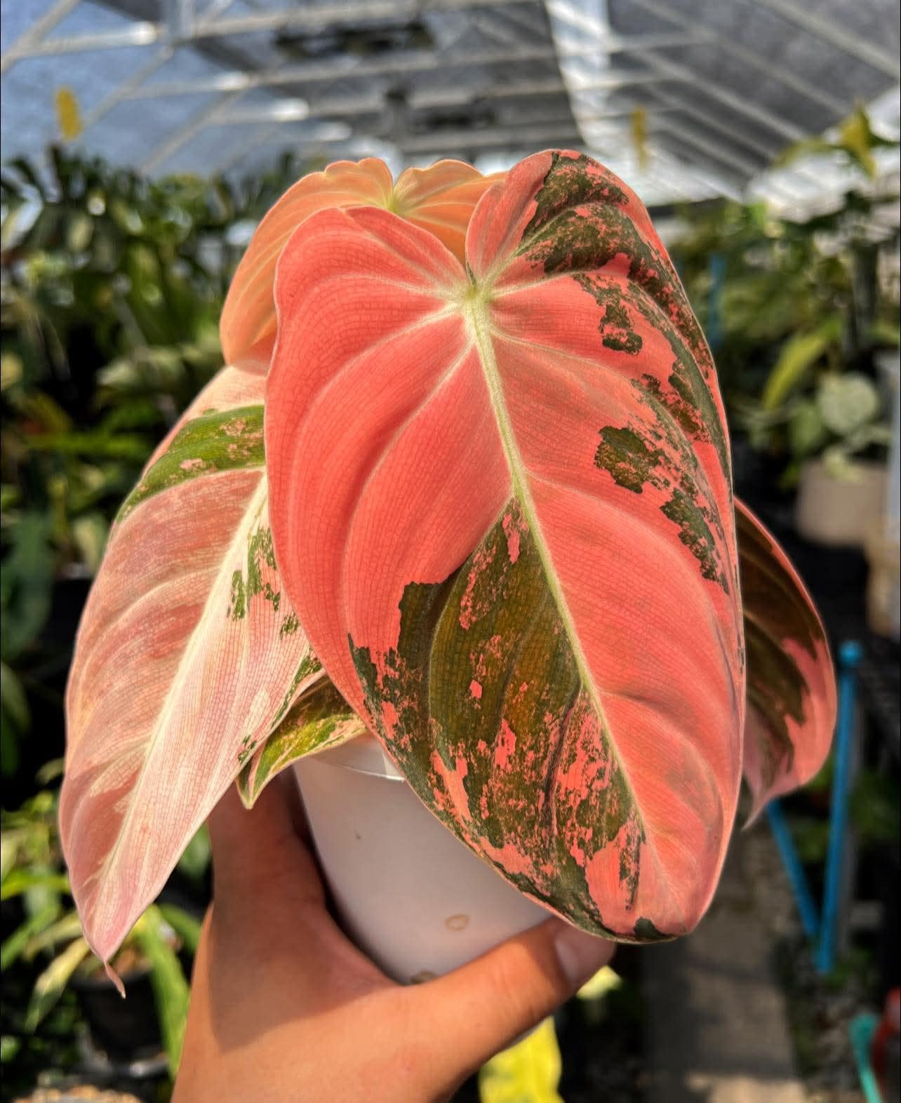 Philodendron micans pink variegated - Etsy 日本