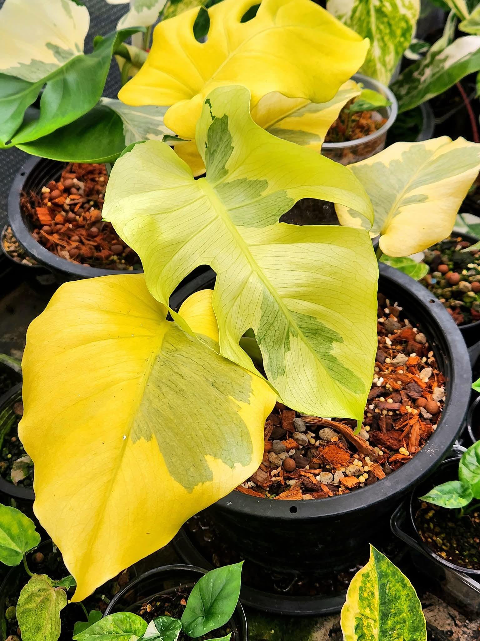 Monstera white lava - Etsy 日本