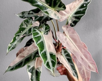 5 アロカシア シャントリエリ ピンク 斑入り 球根 珍しい 屋内 屋外 5 アロカシア シャントリエリ ピンク 斑入り 球根 珍しい 屋内 屋外