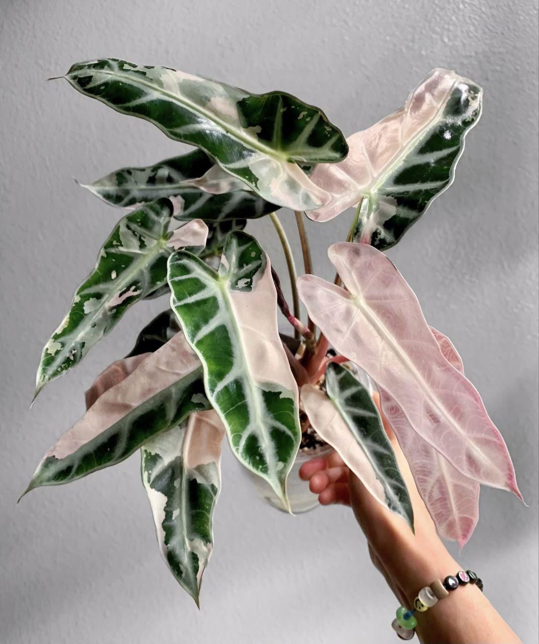 Alocasia nobilis pink variegated - Etsy 日本