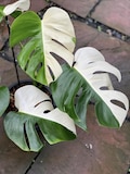 Variegated Monstera Borsigiana Halfmoon Albo - Rooted Leaf Cutting product logo