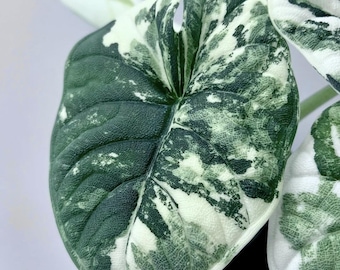 5 アロカシア シャントリエリ ピンク 斑入り 球根 珍しい 屋内 屋外