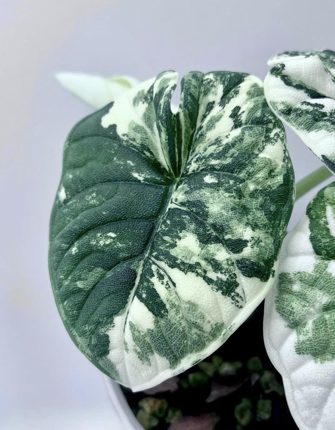 Alocasia melo albo - Etsy 日本