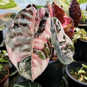 Alocasia cuprea pink - Etsy 日本