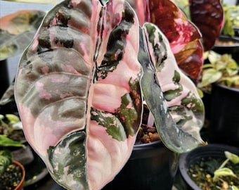 【芋】 アロカシア　ノビリス　斑入り　ピンク 芋】 アロカシア ノビリス 斑入り ピンク 芋】 アロカシア ノビリス