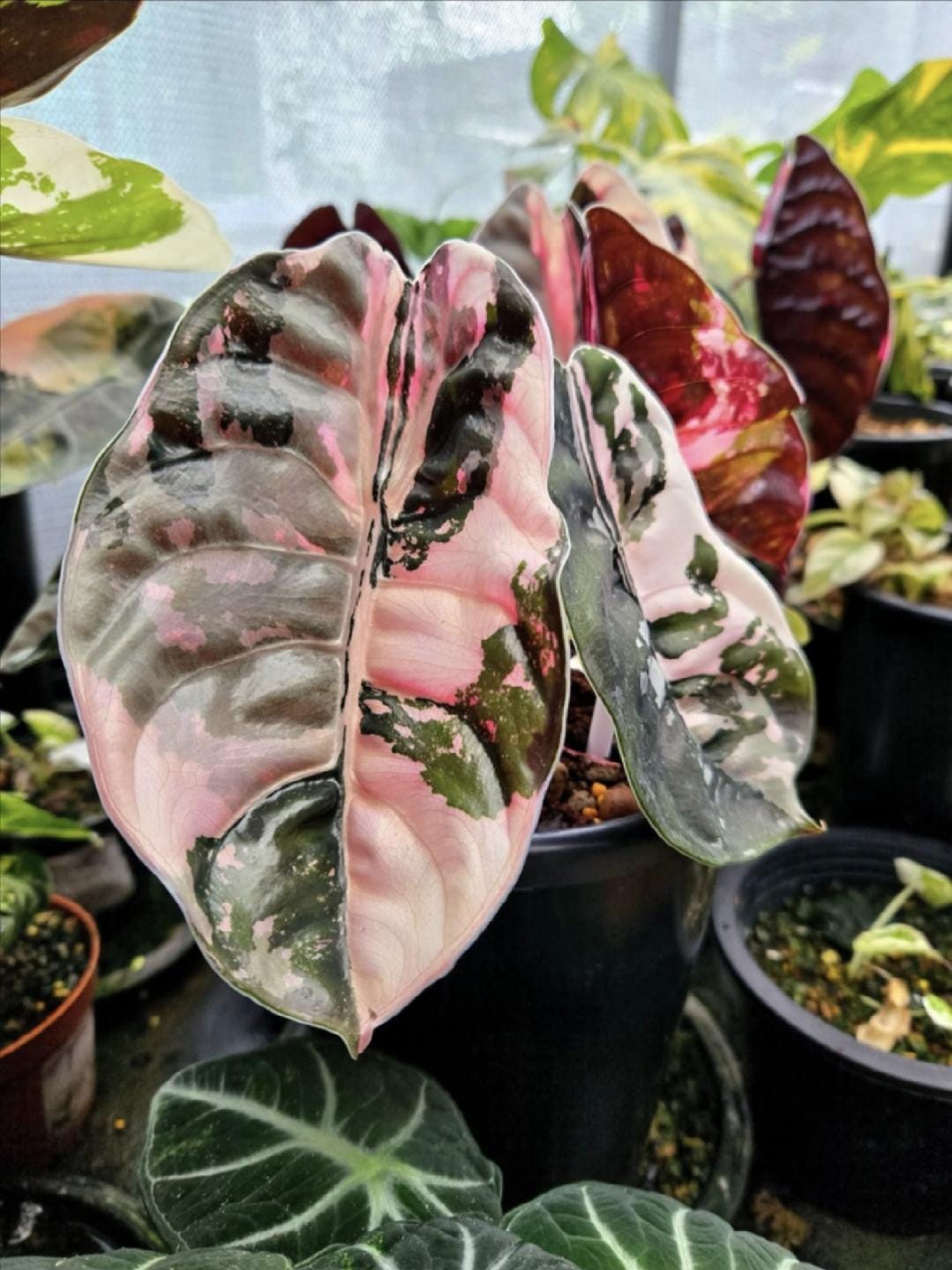極上 アロカシア ワトソニアナ ピンク Yahoo!オークション - アロカシア ワトソニアナ ピンク 斑入り alocasi