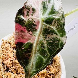 Variegated alocasia maharani - Etsy 日本