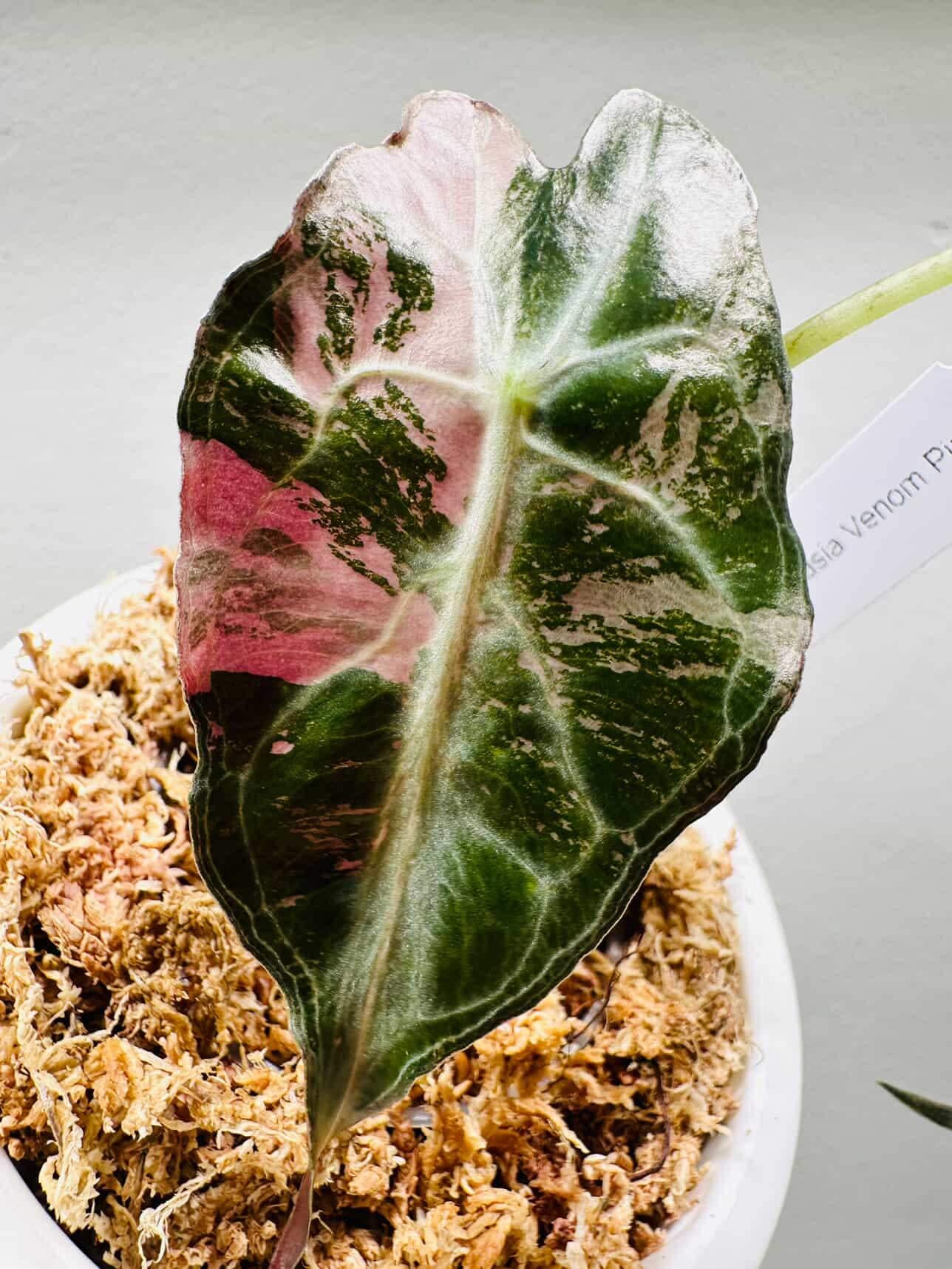 極上 アロカシア ワトソニアナ ピンク Yahoo!オークション - アロカシア ワトソニアナ ピンク 斑入り alocasi