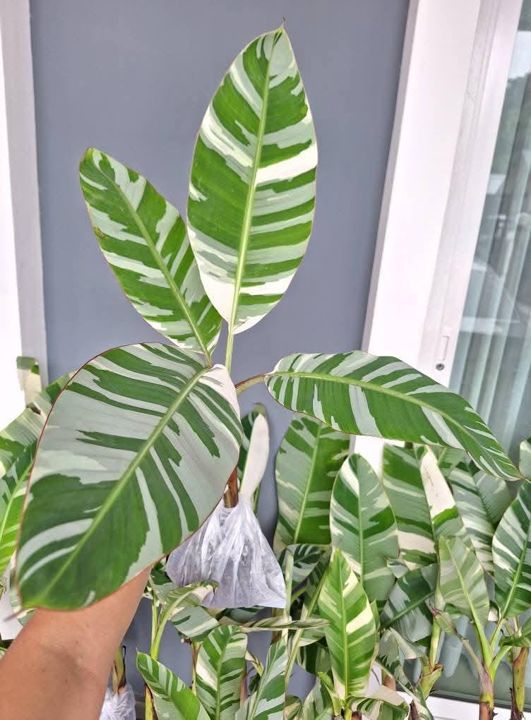 落葉樹 2025.07.25 Florida variegated. 落葉樹 2025.07.25 Florida variegated. 落葉樹 2025.07.25 Florida