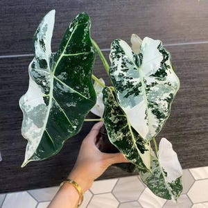 Alocasia Frydek ALBO Variegated Planting Corms Indoor Outdoor Gardening