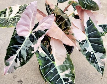 Scindapsus Yupa Variegated | Very Rare Find | Free USPS