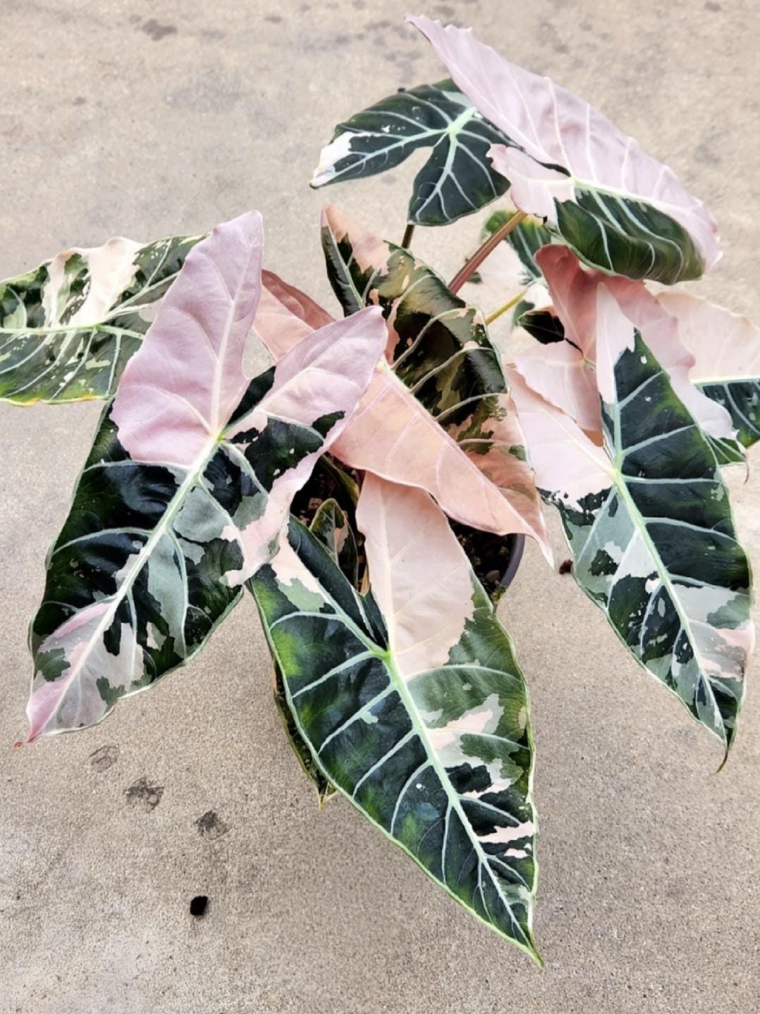 速達　ＴＣ　アロカシア　サンデリアナ　ブル　ノビリス　ピンク　斑入り 速達 TC アロカシア サンデリアナ ブル ノビリス ピンク 斑入り 速達