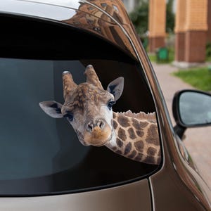 Op de afbeelding: Een giraffenkop en -nek die uit een autoruit steken. De giraffe heeft bruine en beige vlekken en een lange nek. De auto is zwart en heeft een zijspiegel.
